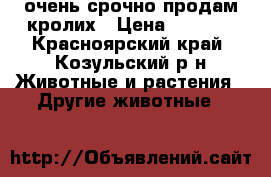очень срочно продам кролих › Цена ­ 1 500 - Красноярский край, Козульский р-н Животные и растения » Другие животные   